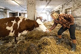 Eine Kuh im Stall beschnuppert Steffi Lemke. 